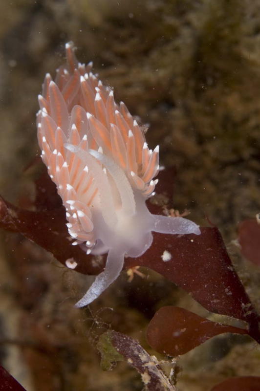 Snail (picture by Marion Haarsma)